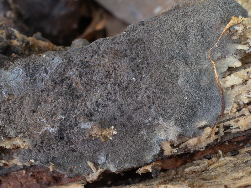 Tomentella atrovirens